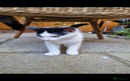 Domestic Shorthair cats for sale: Kittens in Oxford - Image 2