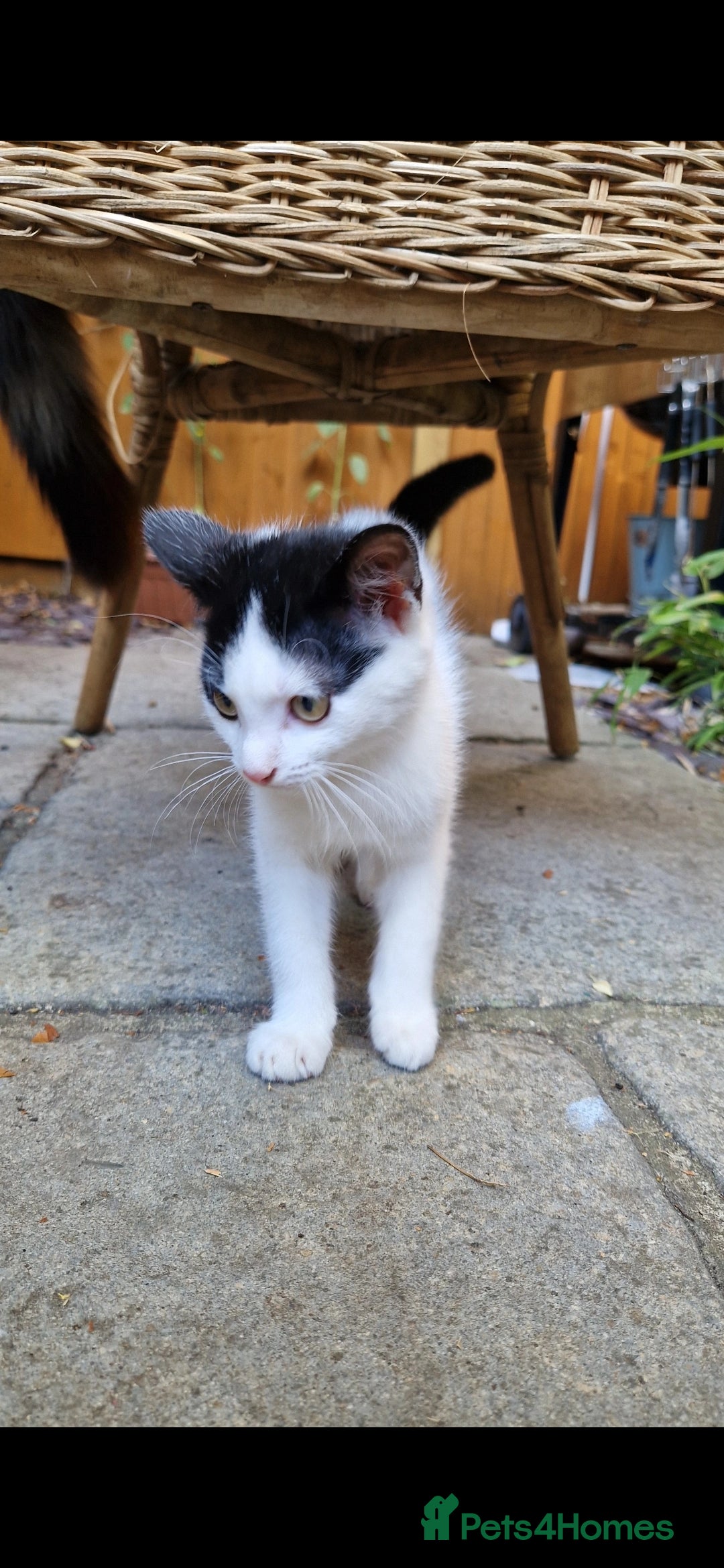 Domestic Shorthair cats for sale: Kittens in Oxford - Image 2