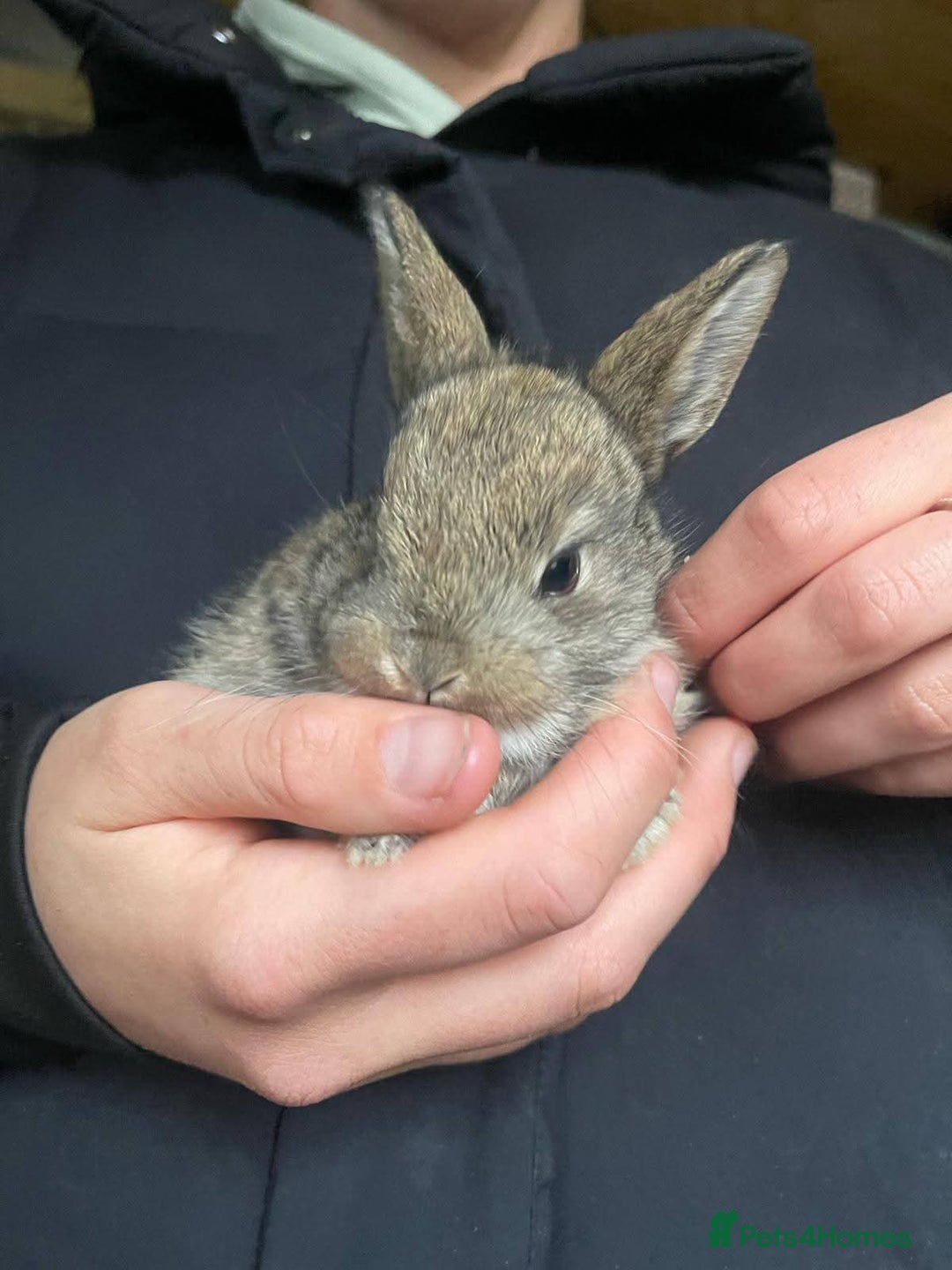 Rex rabbits for sale: Mini rex rabbits - Image 2