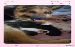 German Shepherd dogs for sale: Stunning litter of german shepherd puppies - Image 10