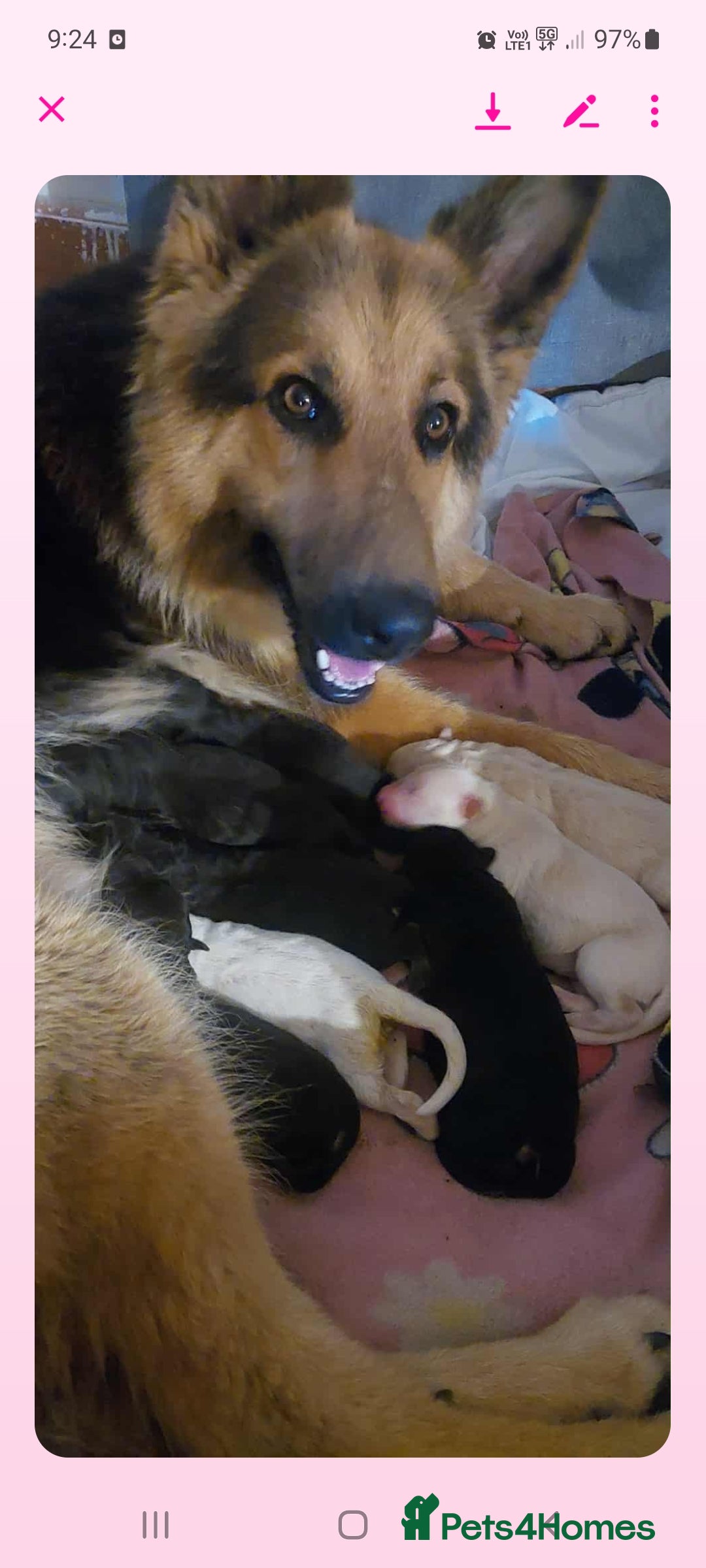 German Shepherd dogs for sale: Stunning litter of german shepherd puppies - Image 10
