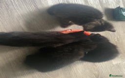 Mixed Breed cats for sale: Kittens Nottingham  - Image 14