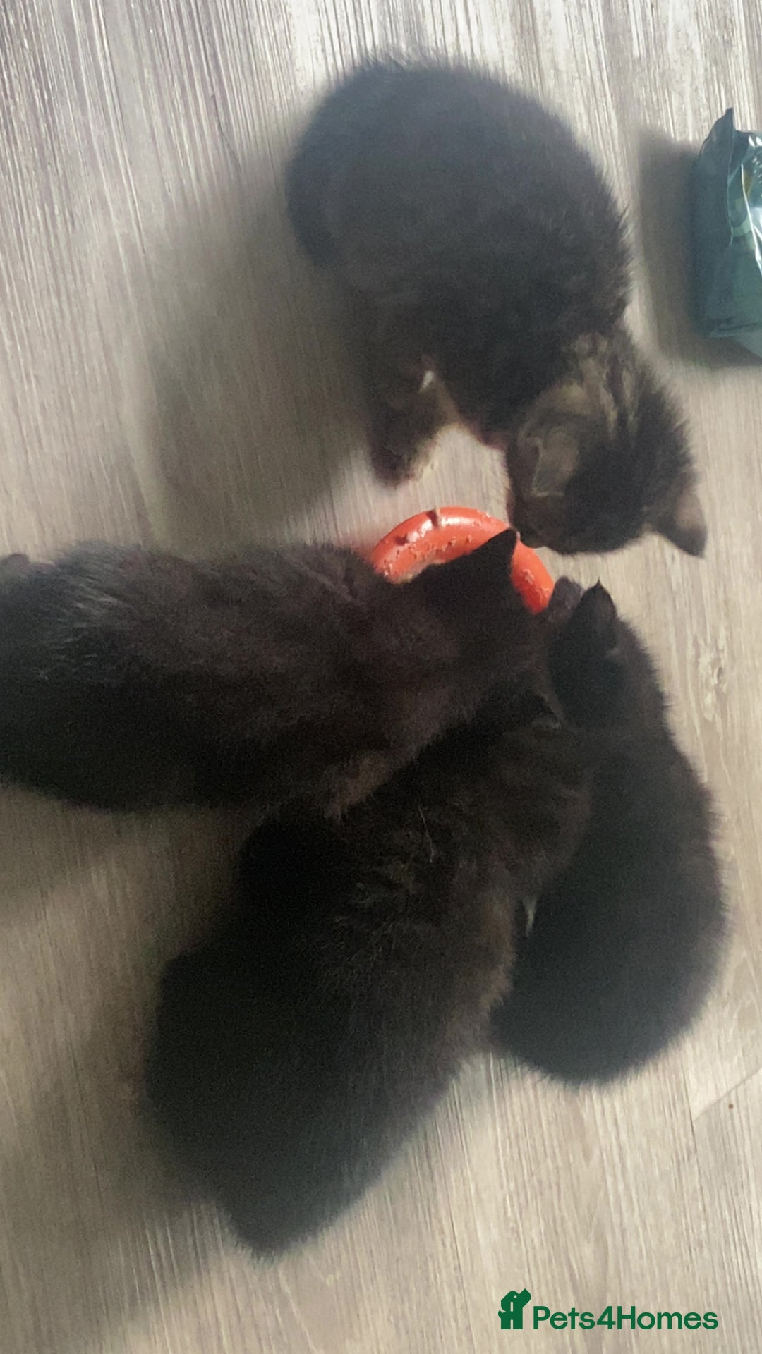 Mixed Breed cats for sale: Kittens Nottingham  - Image 14
