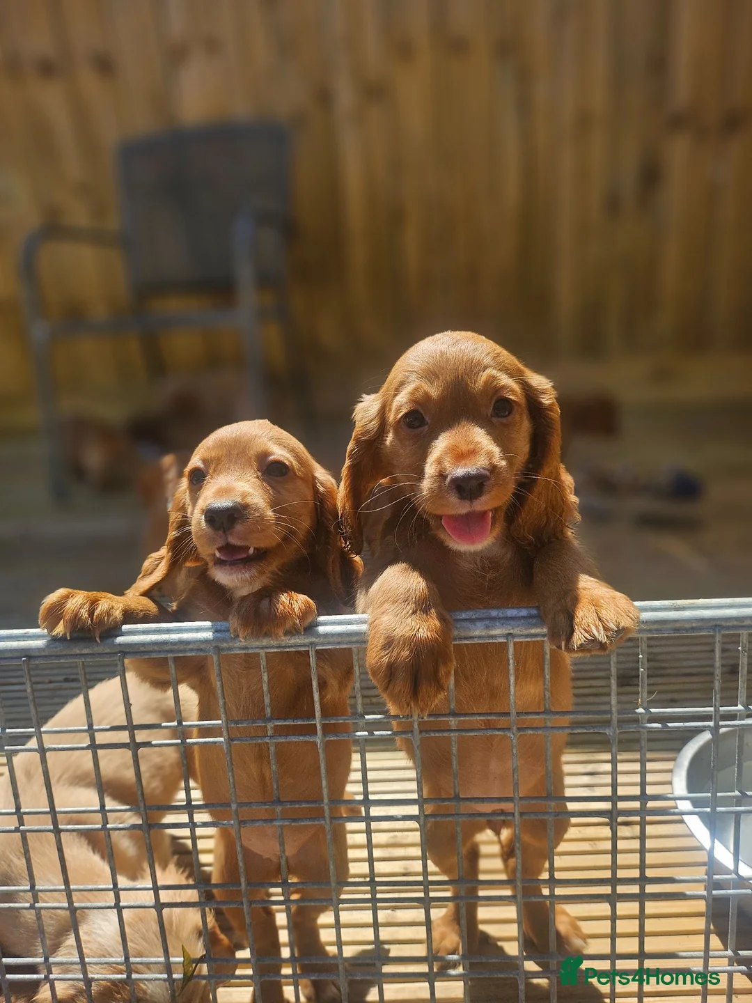 Cocker Spaniel dogs for sale: Health tested working cocker spaniels  - Advert 1