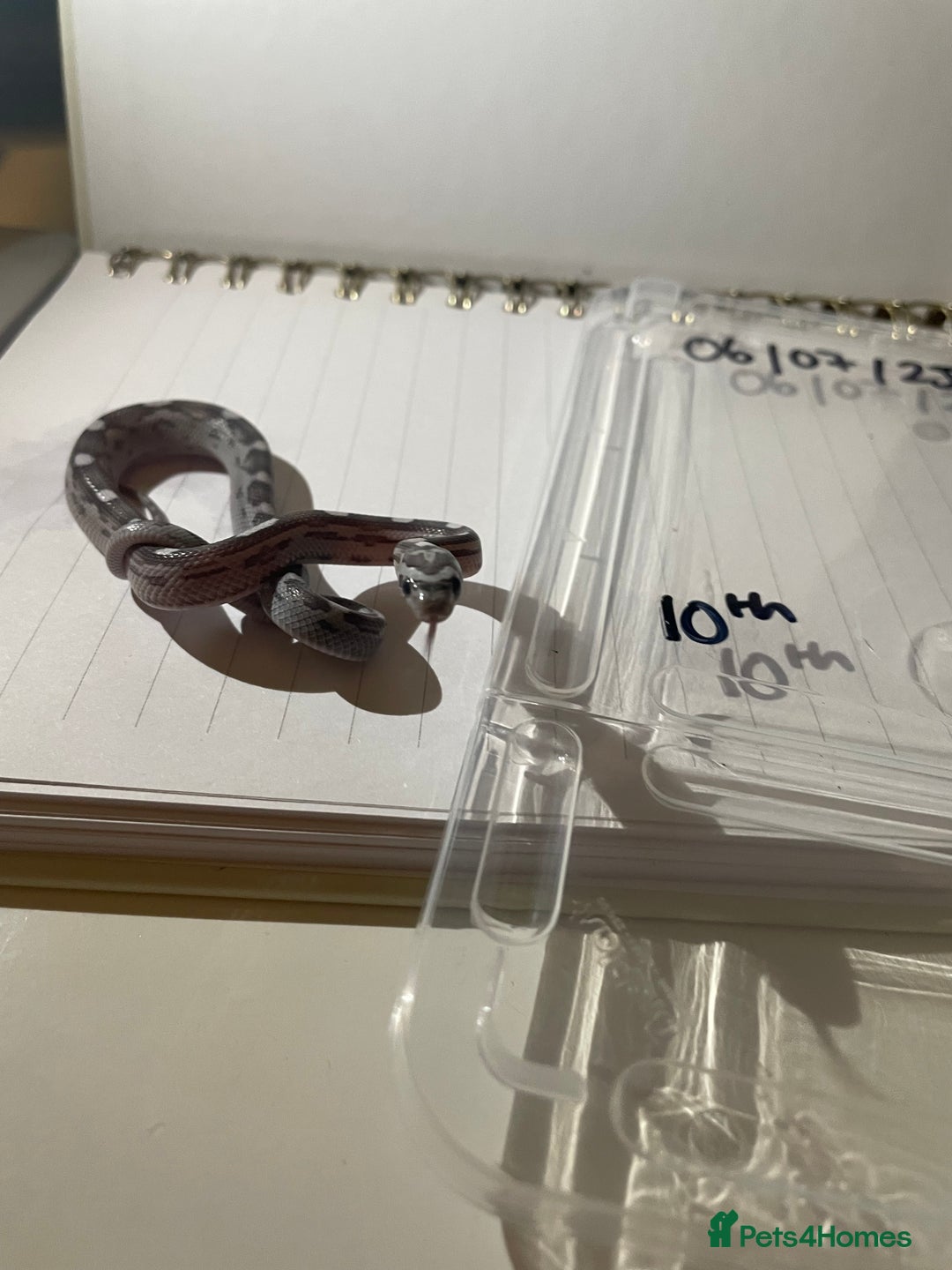 Corn Snake reptiles for sale: various baby corns avaliable  - Image 1