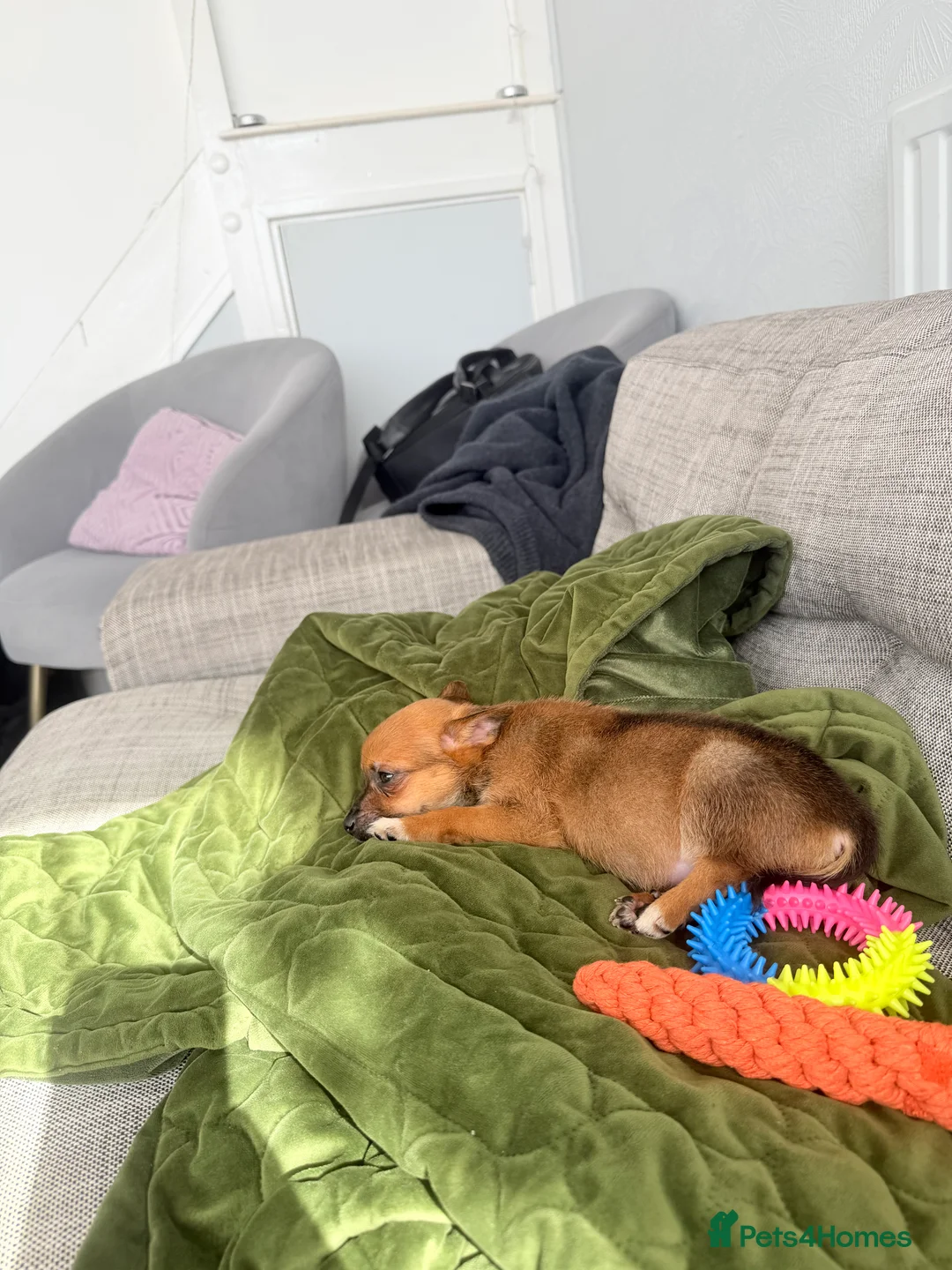 Pomchi dogs for sale: Pomchi Puppy – Urgent Loving Home Needed - Advert 7