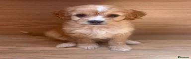 Cavapoo Puppy 6