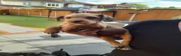 Patterdale Terrier dogs for sale: Pattadale terrier pups in Liverpool - Advert 20
