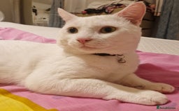 Mixed Breed cats for sale: Two cats in need of a new home. - Image 1