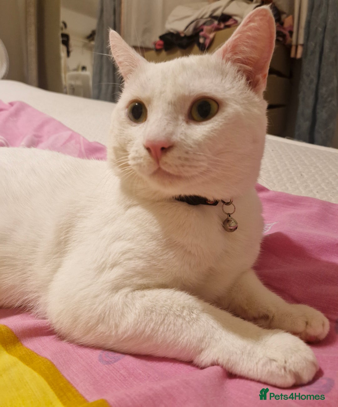 Mixed Breed cats for sale: Two cats in need of a new home. - Image 1