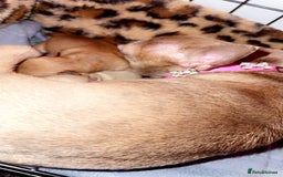 Chihuahua dogs for sale: Perfect chihuahua puppies 🩷💙 - Image 11