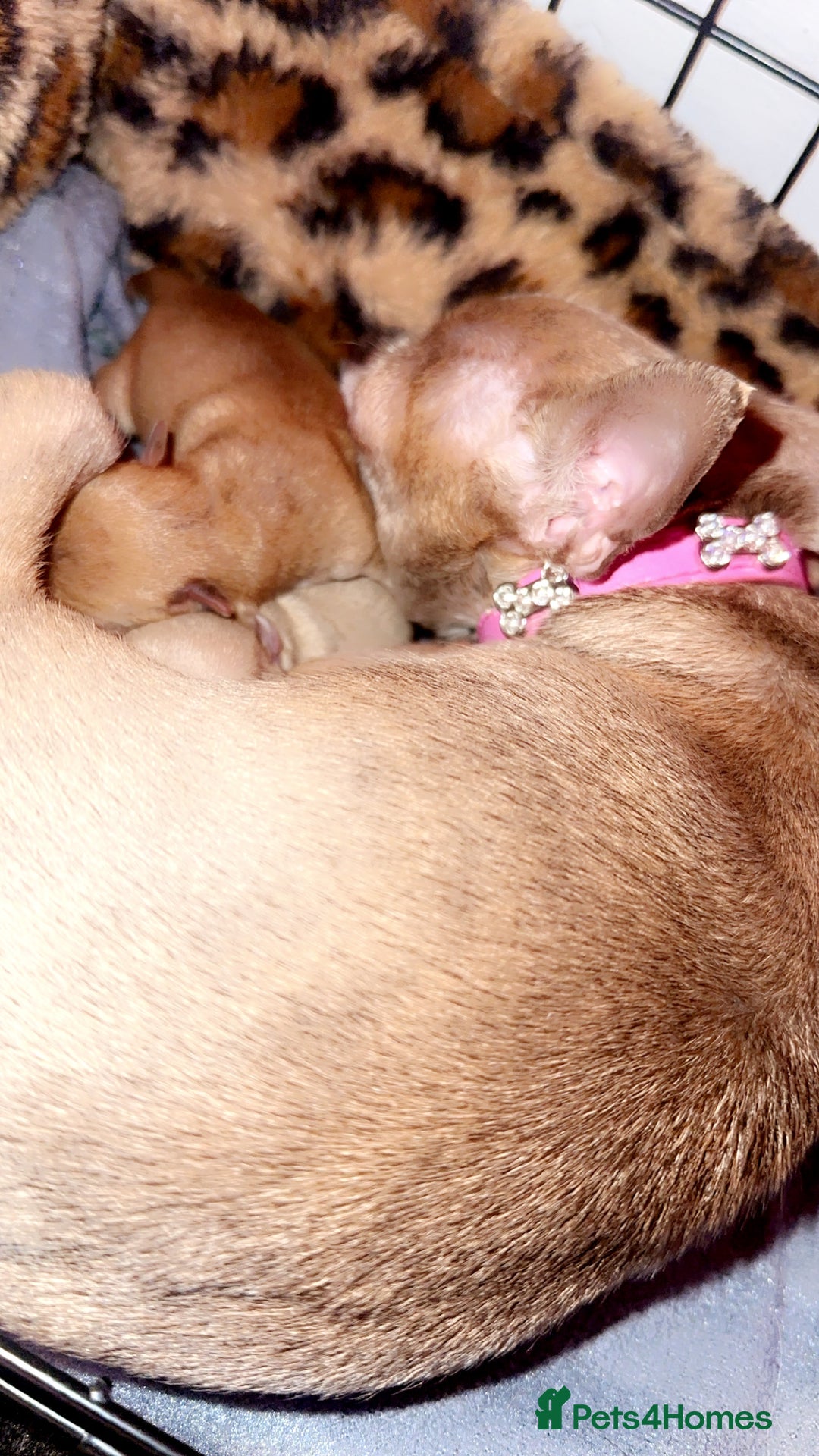 Chihuahua dogs for sale: Perfect chihuahua puppies 🩷💙 - Image 11
