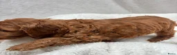 Cavapoo dogs for sale: Cavapoo puppies - Advert 9