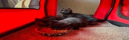 Mixed Breed cats for sale: Adorable black kittens  - Advert 4