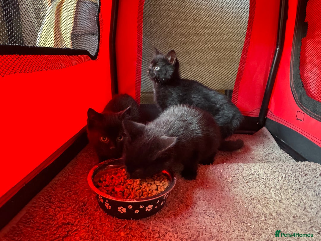Mixed Breed cats for sale: Adorable black kittens  - Advert 4