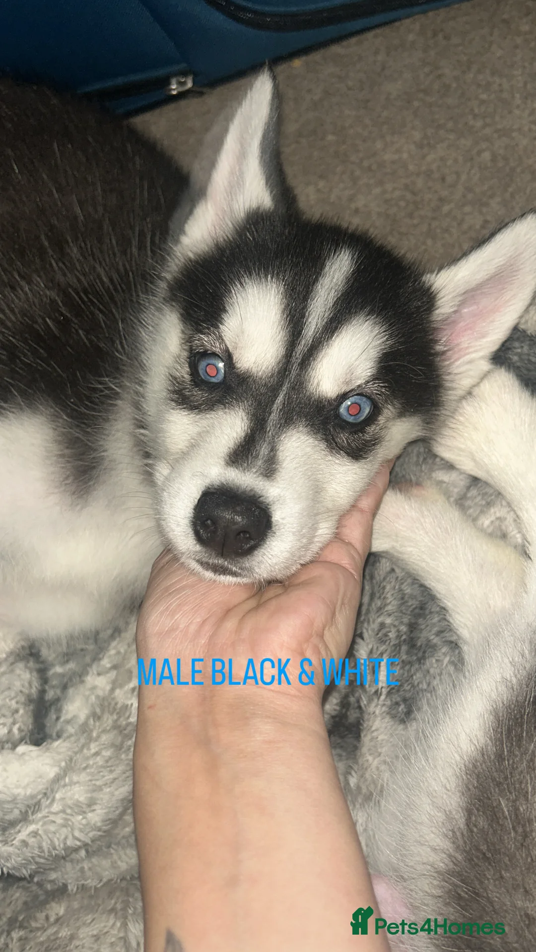 Siberian Husky dogs for sale: PURE SIBERIAN HUSKY PUPPIES  - Advert 11