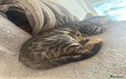 Bengal cats for sale: Stunning Bengal kittens - Image 28