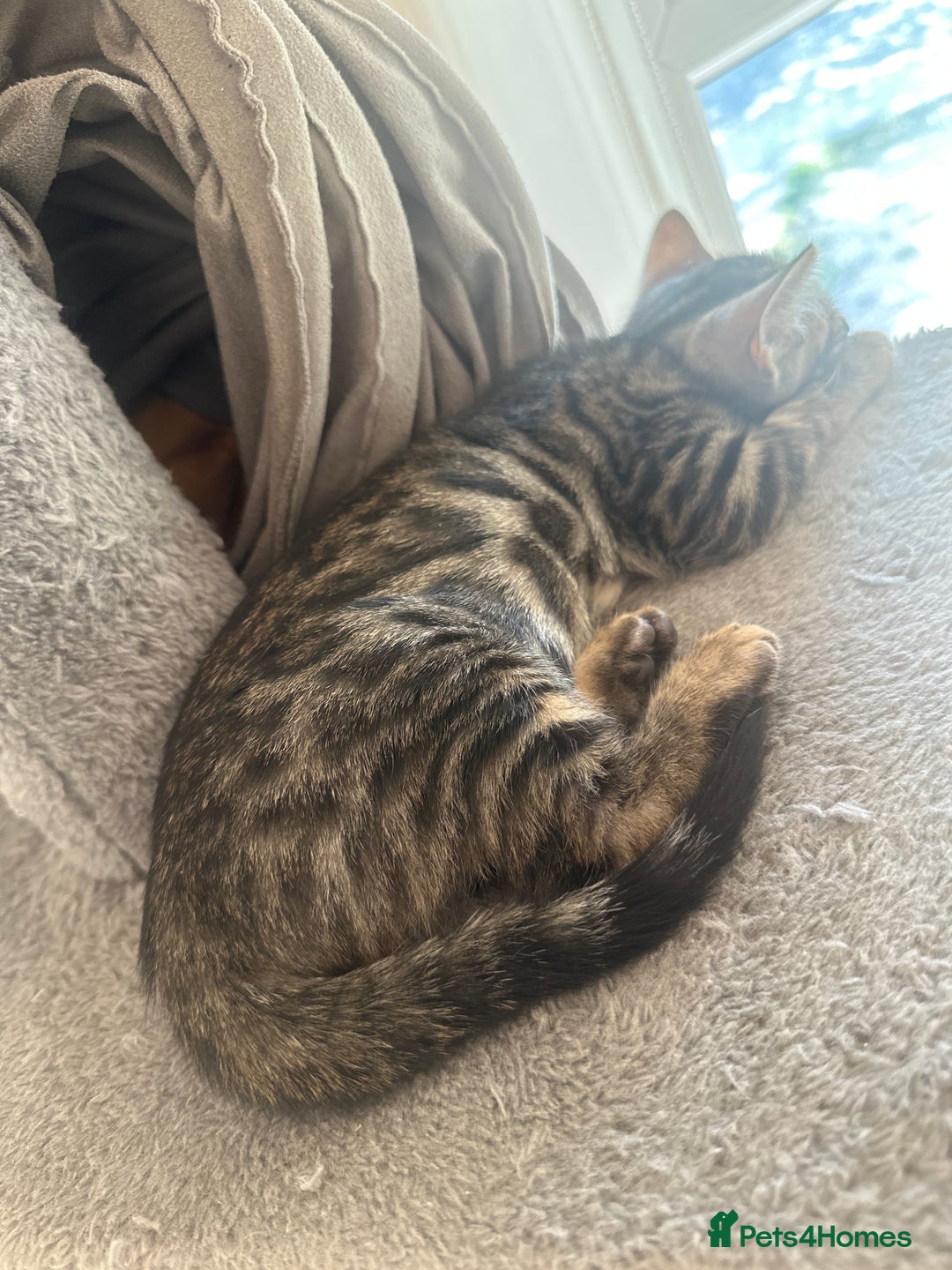 Bengal cats for sale: Stunning Bengal kittens - Image 28