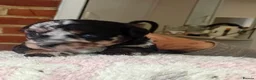 Jackapoo dogs for sale: F1b jackapoo puppies - Advert 12