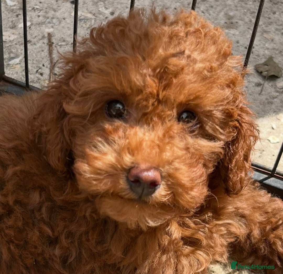 Toy Poodle dogs for sale: Teddi female 6’m old tiny Kc toy poodle  in Chichester - Image 11