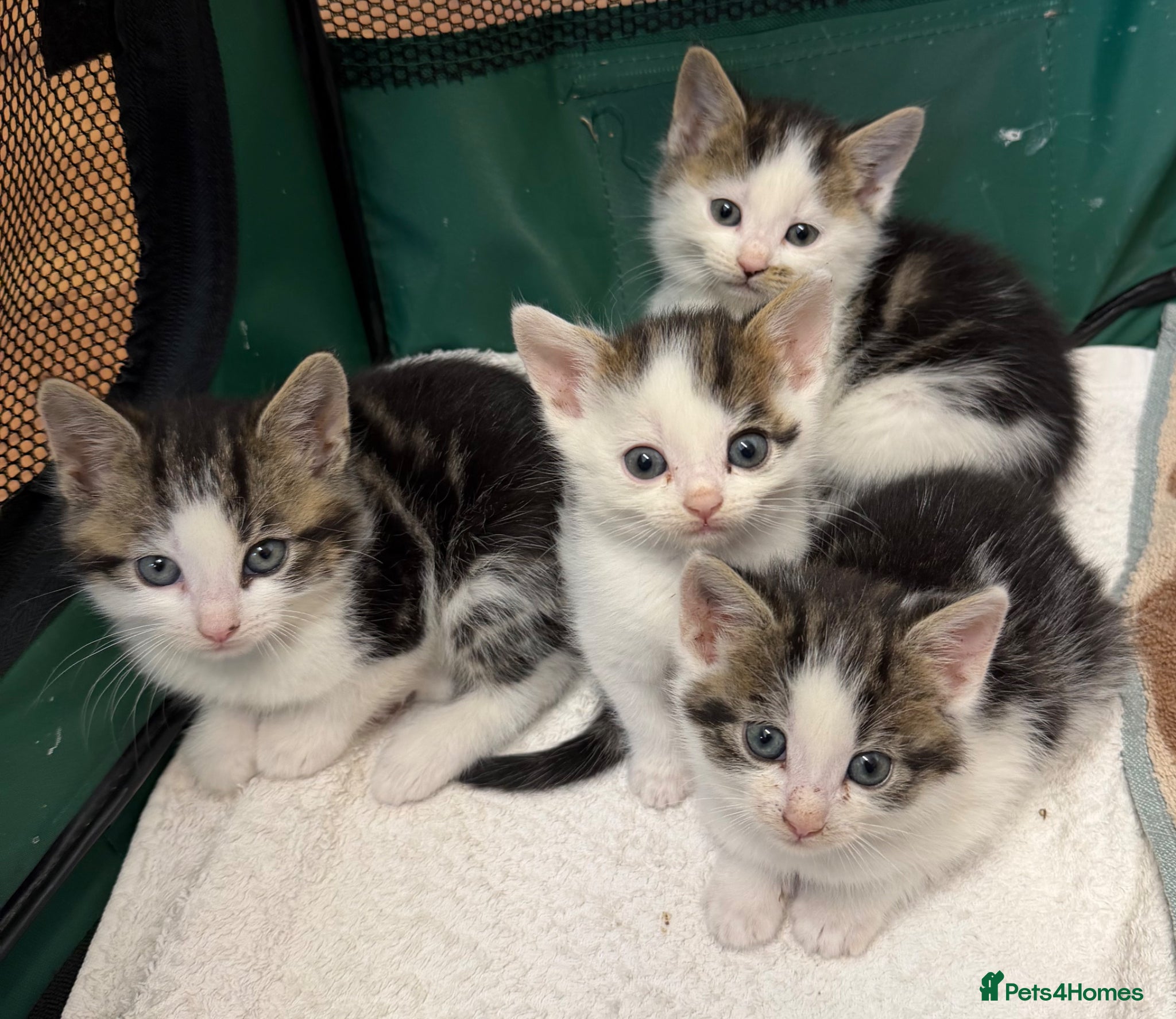 British Shorthair cats Kittens ready to go now  - Advert 5