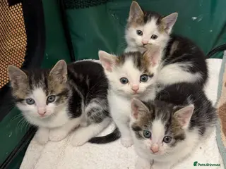 British Shorthair cats Kittens ready to go now - Advert 5