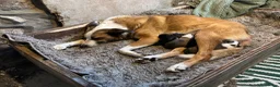 Mixed Breed dogs for sale: Collie  in Caernarfon - Advert 9