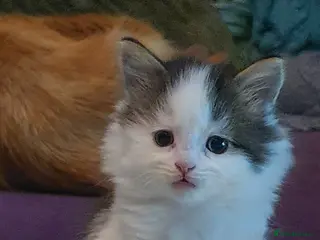 Persian cats Adorable Persian Kittens - Advert 6