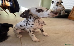 Dalmatian dogs for sale: Gorgeous Liver spot Dalmatian puppy  - Image 2