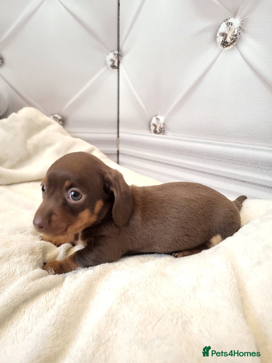 Dachshund dogs for sale: Dachshunds pups - Advert 6