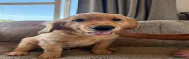 Golden Retriever 1