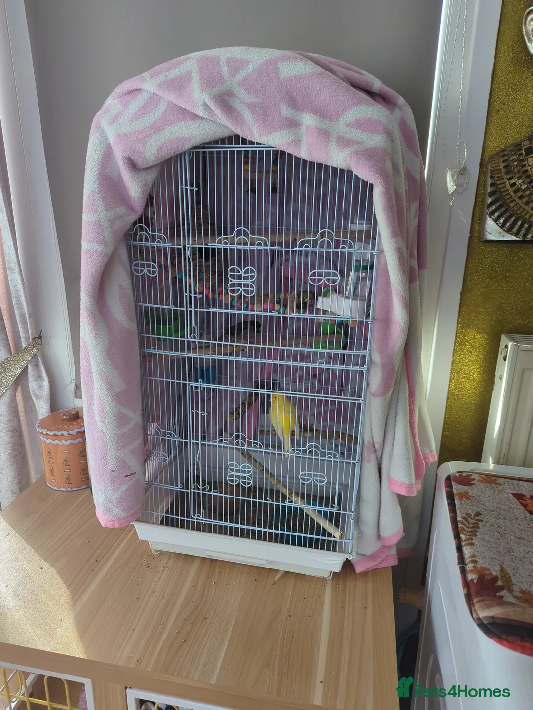 Canaries birds for sale: Male and female canaries  - Advert 2