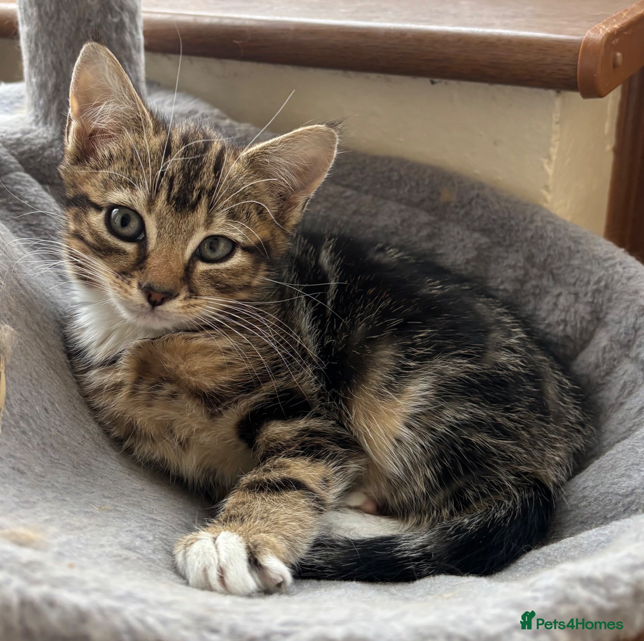 Mixed Breed cats Adorable kittens  - Advert 7