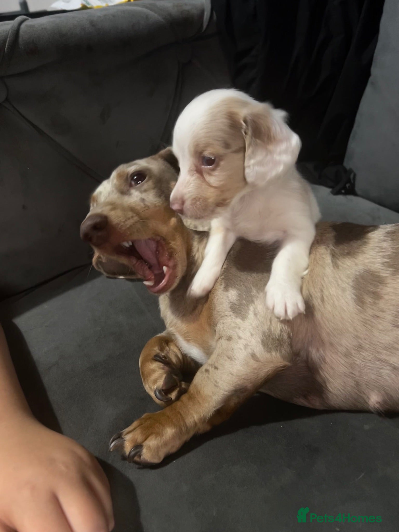 Miniature Dachshund dogs Isabella pied Miniature dachshund - Advert 1