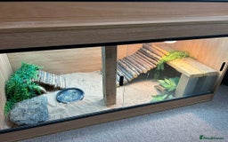 Bearded Dragon reptiles for sale: Bearded dragon  - Image 8