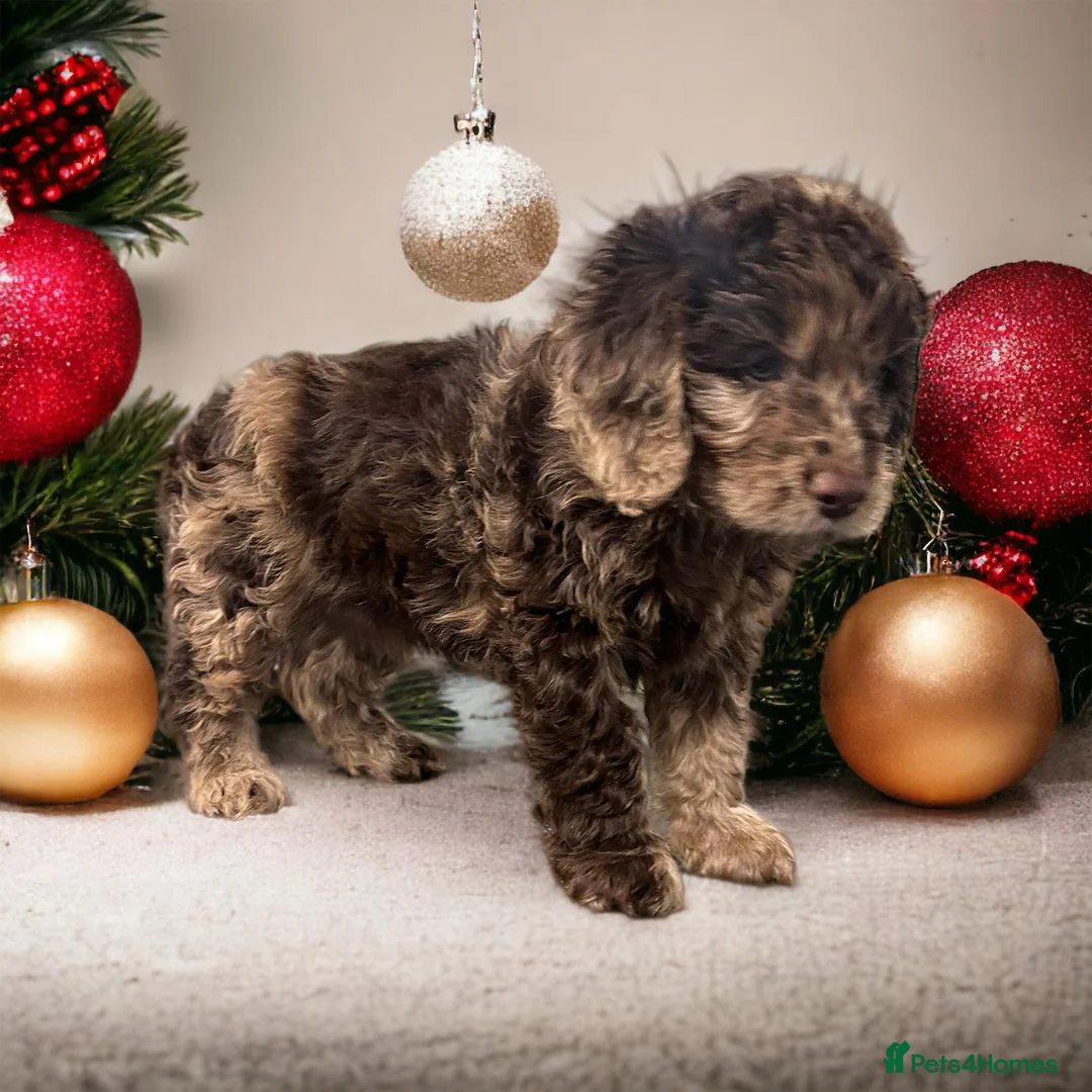 Poodle dogs for stud: Miniature rare chocolate merle health tested stud in Maesteg - Advert 14