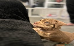 American Bully dogs for sale: Pocket bullies  ready to leave!! (Reduced) - Image 7