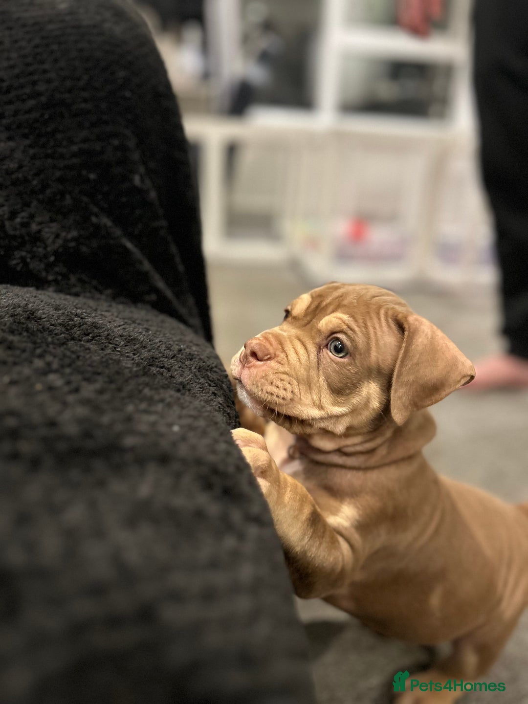 American Bully dogs for sale: Pocket bullies  ready to leave!! (Reduced) - Image 7