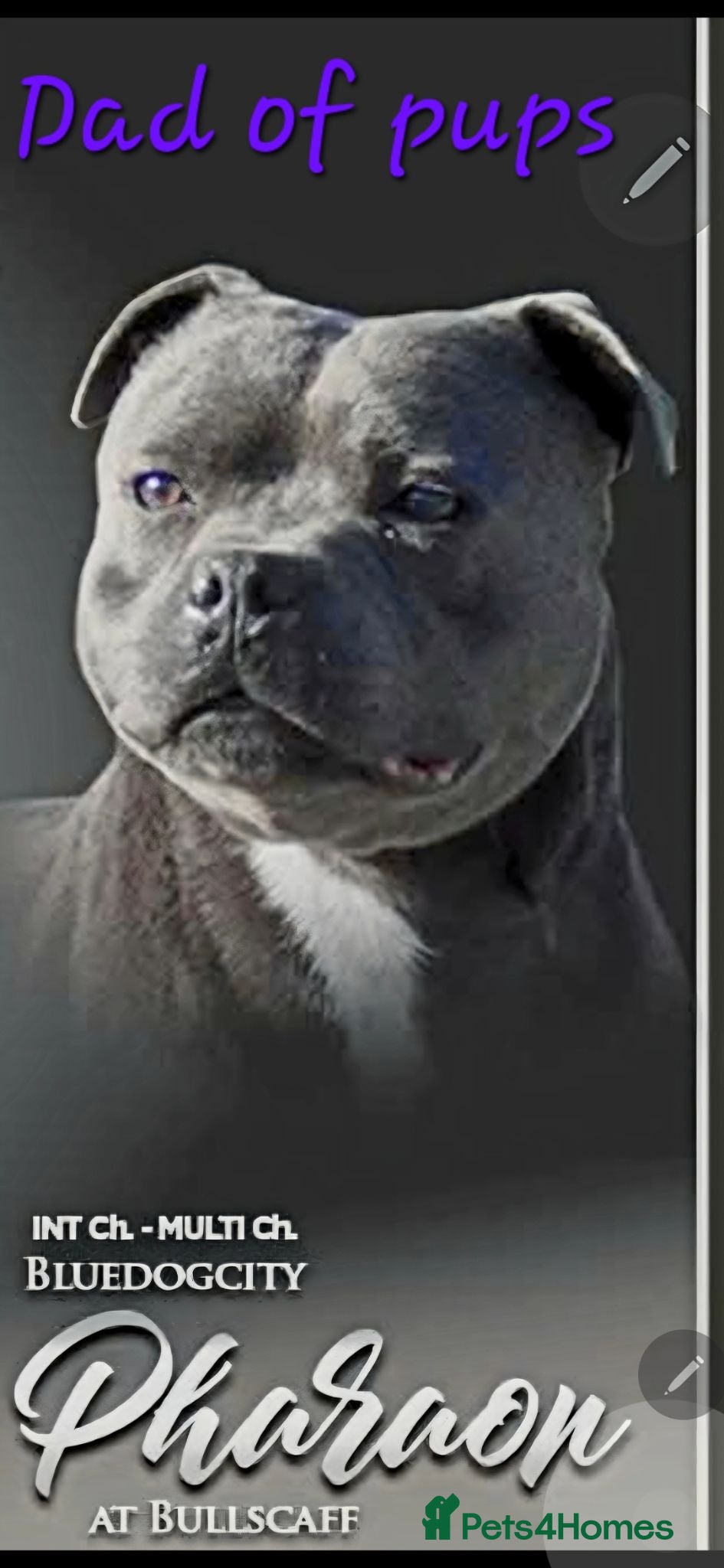 Staffordshire Bull Terrier dogs Stunning Blue Staffordshire Bull terrier puppy's  - Advert 5