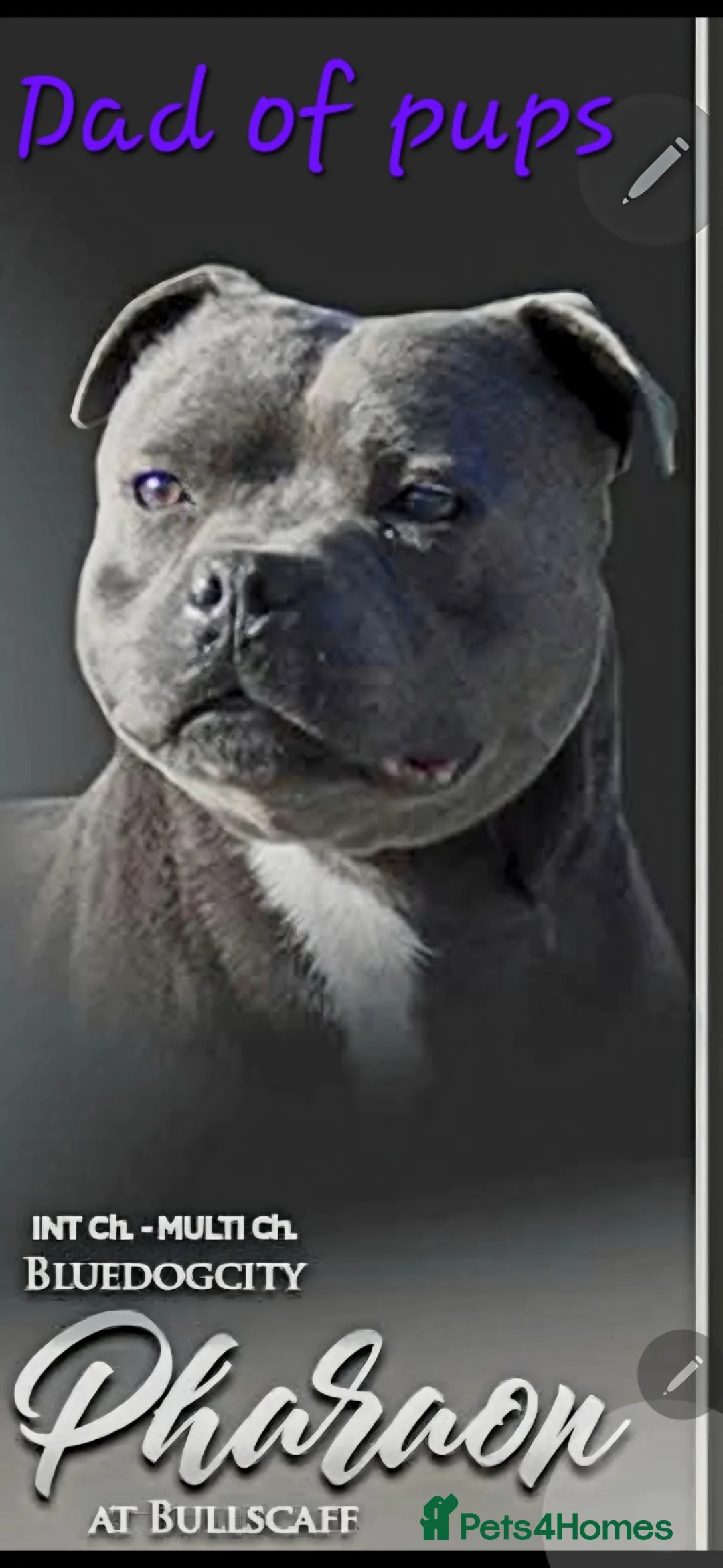 Staffordshire Bull Terrier dogs for sale: Stunning Blue Staffordshire Bull terrier puppy's  - Advert 1