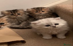 Persian cats for sale: 7 x beautiful persian kittens ready Thursday 14/08 - Image 2
