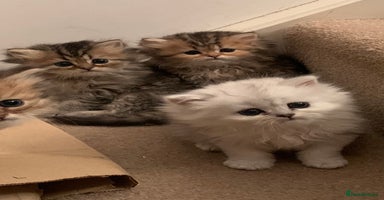 Persian cats - Advert 10