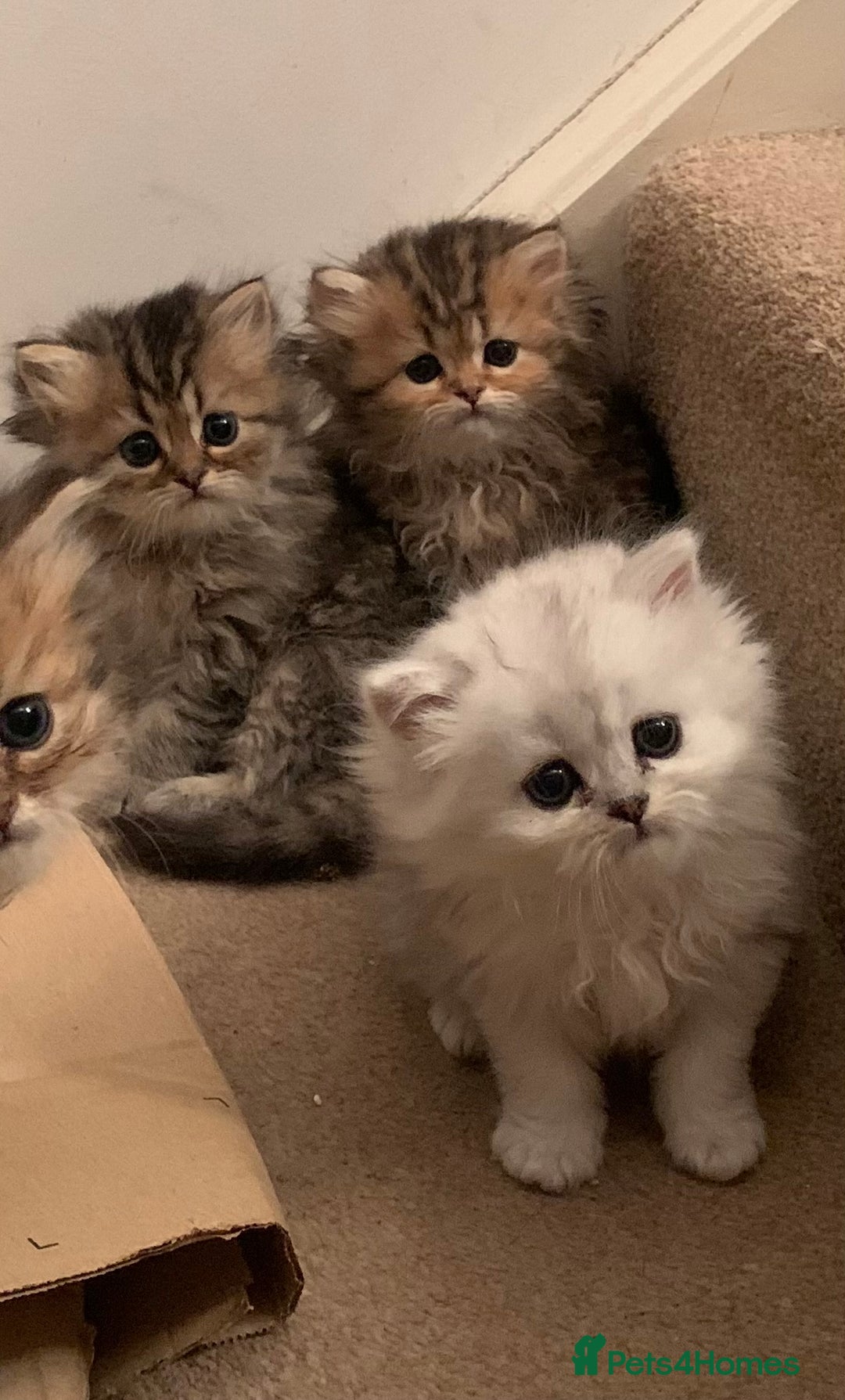 Persian cats for sale: 7 x beautiful persian kittens ready Thursday 14/08 - Image 2