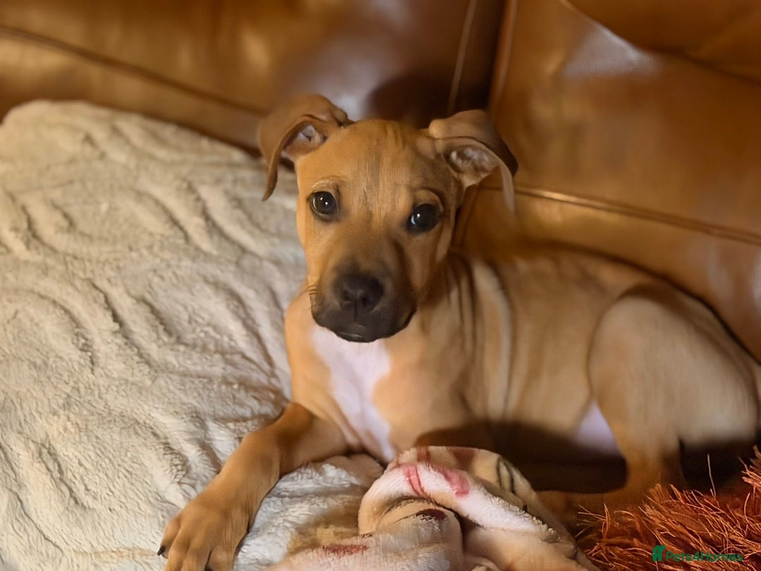 Mixed Breed dogs for sale: Little rottie x staff for sale  - Advert 3