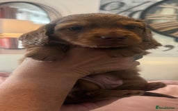 Miniature Dachshund dogs for sale: KC REG Long Hair Miniature Dachshund x 3 Red Boys - Image 9