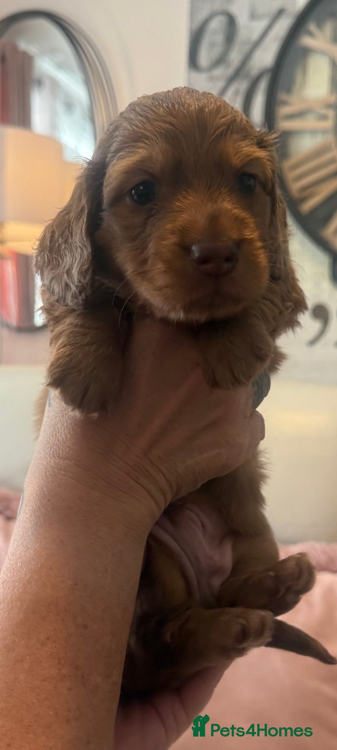 Miniature Dachshund dogs for sale: KC REG Long Hair Miniature Dachshund x 3 Red Boys - Image 9