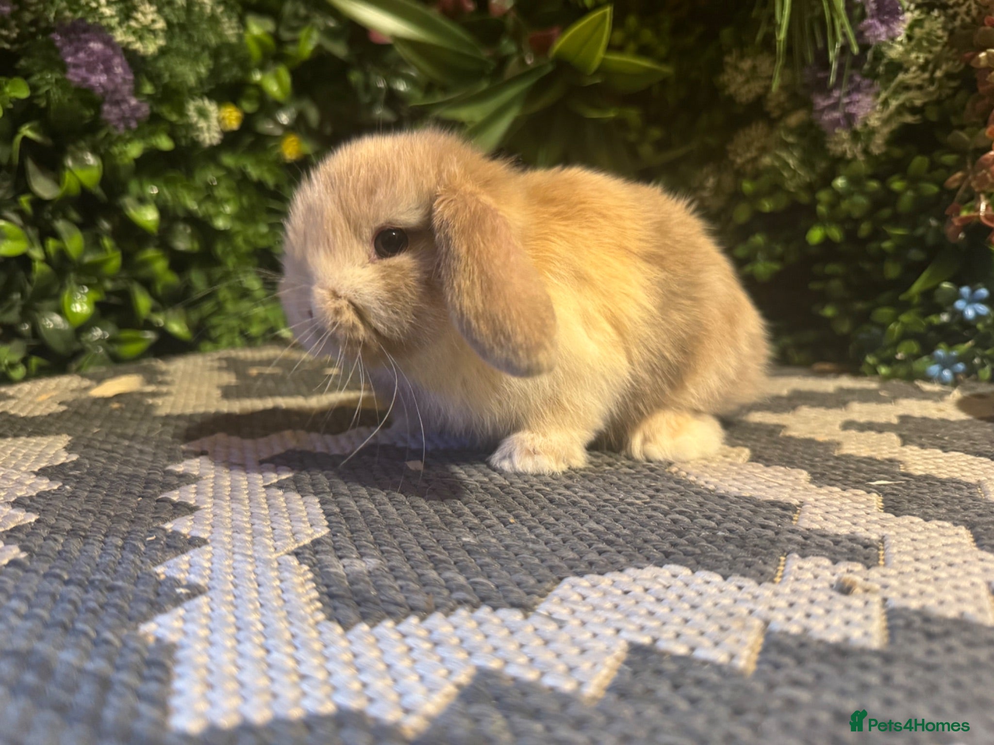 Mini Lop rabbits ⭐️HARLEQUIN MINI LOPS ⭐️  - Advert 6