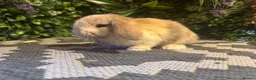 Mini Lop rabbits for sale: ⭐️HARLEQUIN MINI LOPS ⭐️  - Advert 1