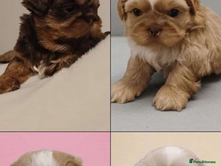 Shih Tzu dogs ✨️Exceptional Imperial Litter Ready Mid December✨️ - Advert 13