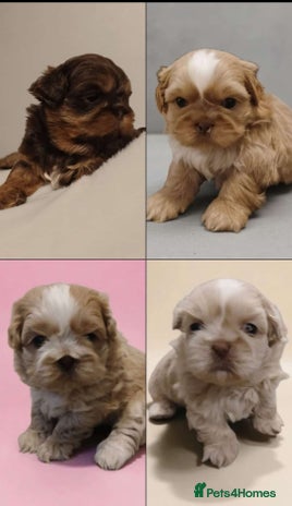 Shih Tzu dogs ✨️Exceptional Imperial Litter Ready Mid December✨️ - Advert 3